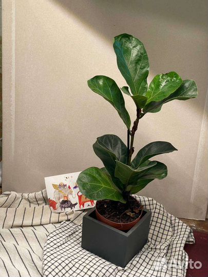 Сортовые фикусы