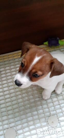 Кобель Джек Рассел терьер для вязки