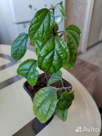 Клеродендрум томпсон