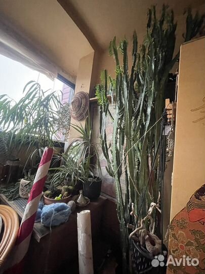 Кактус Молочай