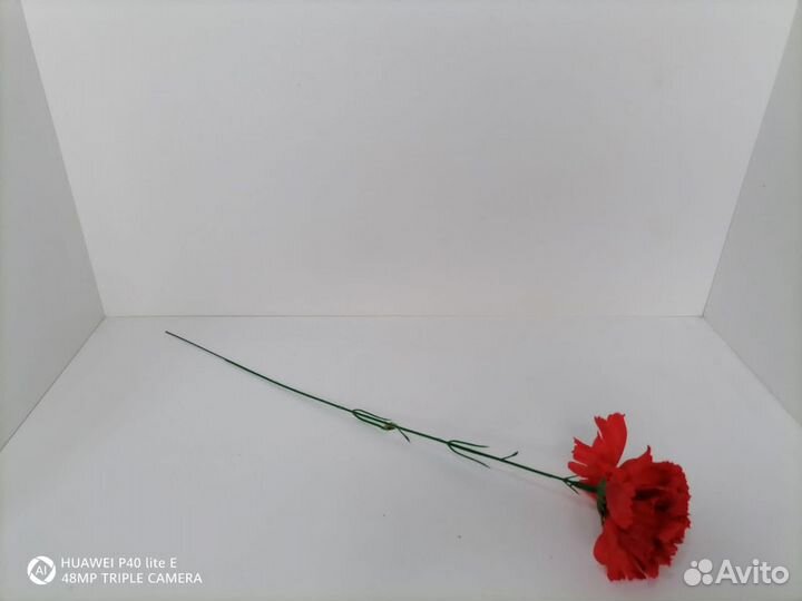 Гвоздика одиночная