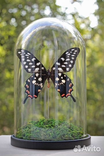 Бабочка под куполом