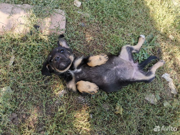 Щенок в добрые руки