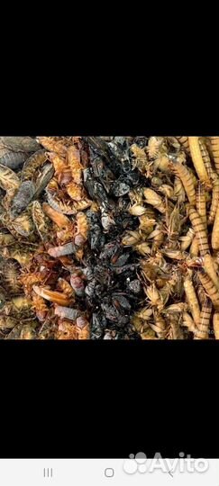 Кормовые насекомые (заморозка)