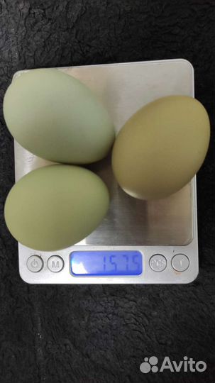 Инкубационные яйца Лакендайзи