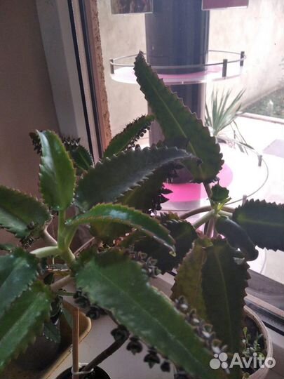 Коланхое-от гайморита и синуссита