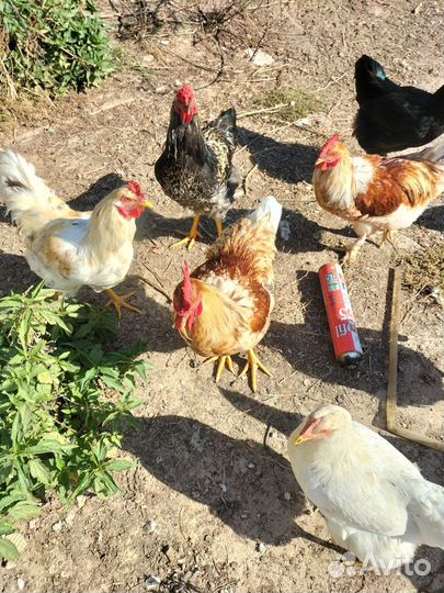 Молодые петухи