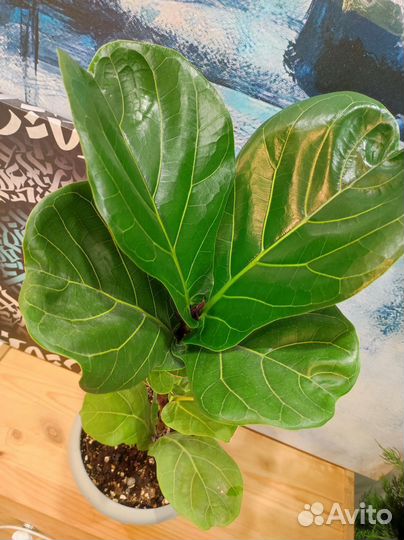 Фикус Лирата Лировидный