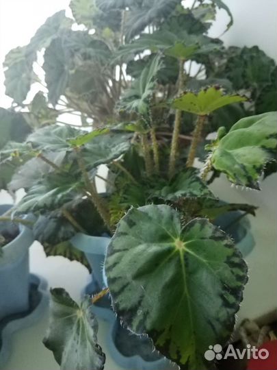 Бегония тигровая