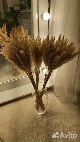Сухоцветы пампасная трава