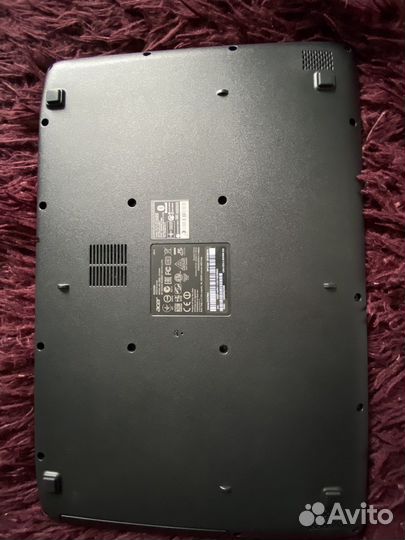 Acer extensa