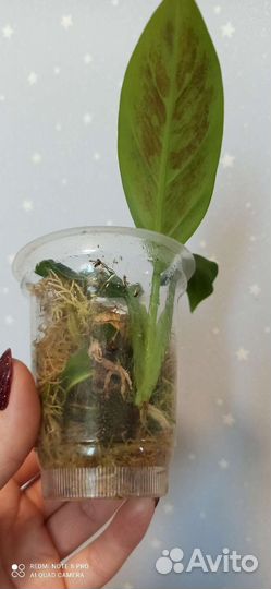 Редкие филодендроны