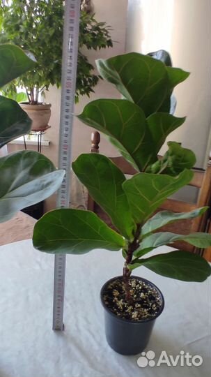 Фикус лирата