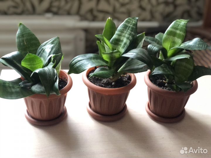 Комнатные растения