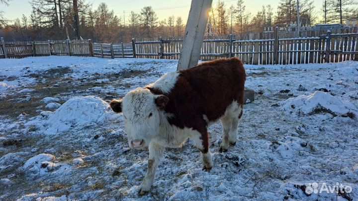 Коровы телята для разведения