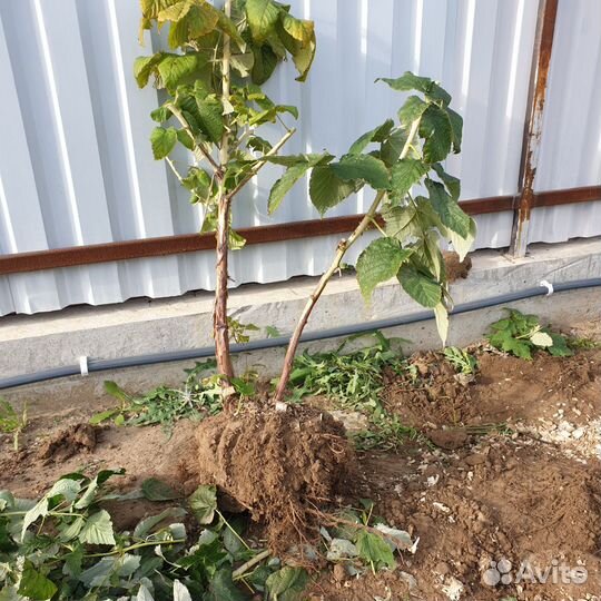 Саженцы Жёлтой малины