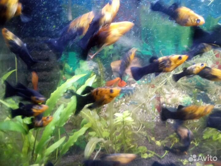Гуппи, моллинезии,меченосцы, гурами