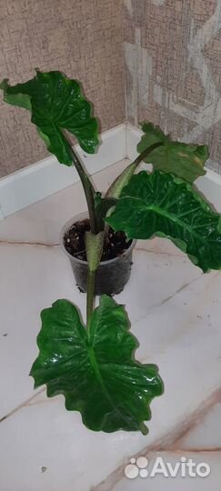 Филодендроны