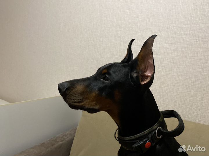 Щенки добермана