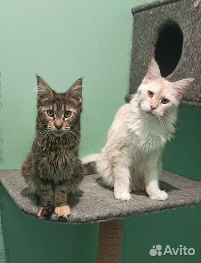 Котята мейн-кун