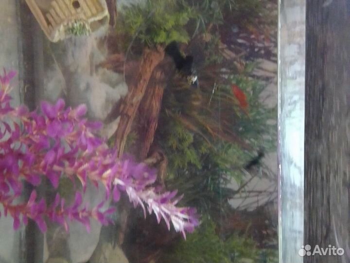 Продаю Моллинезий и мальков Гуппи