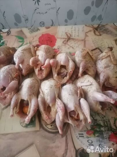 Утка домашняя мясо