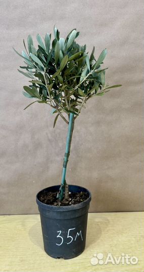 Оливковое дерево