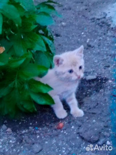 Кошка котята