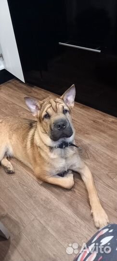 Собака в добрые руки