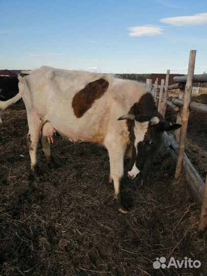 Коровы и телки