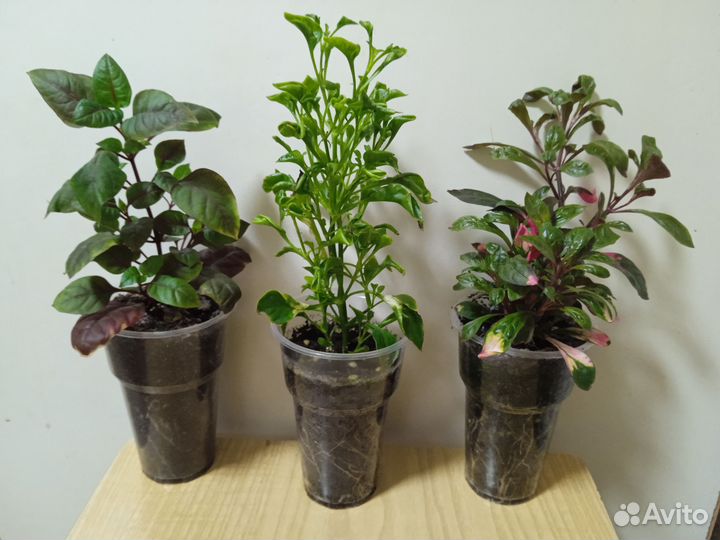 Альтернатера