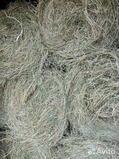 Продам сено в рулонах