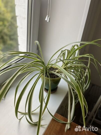 Хлорофитум