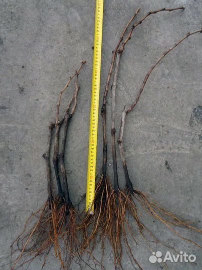 Саженцы винограда кишмиш талисман и другие