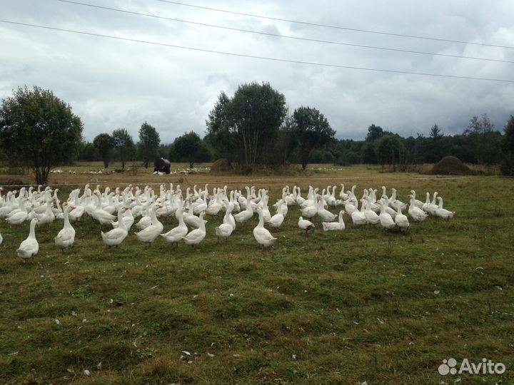 Гусята суточные и старше 2024 опт/розница
