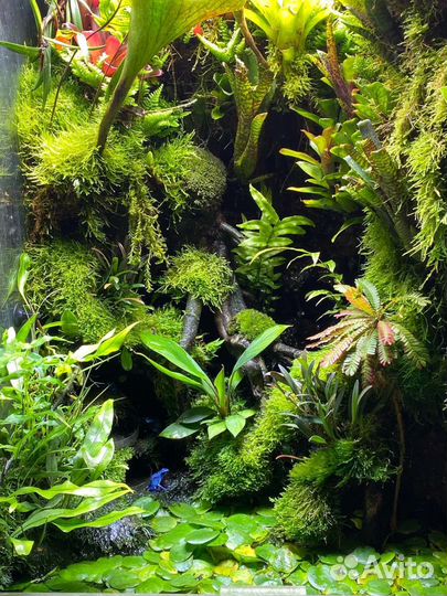 Оформление террариума на заказ живыми растениями