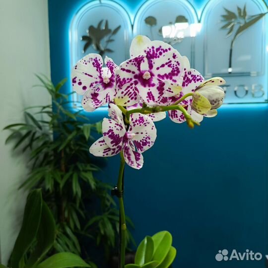 Орхидея Фаленопсис