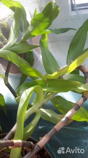 Золотой ус и Бриофилум