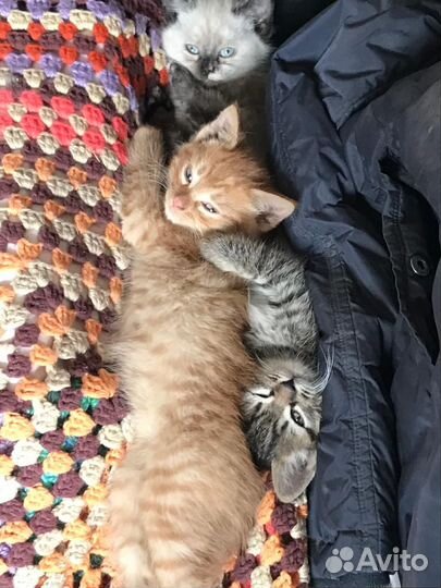 Котята в добрые руки