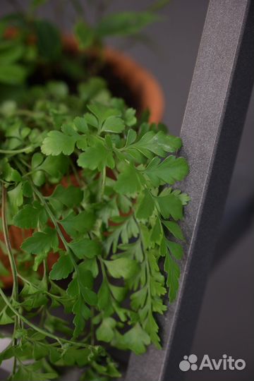 Растения в кашпо