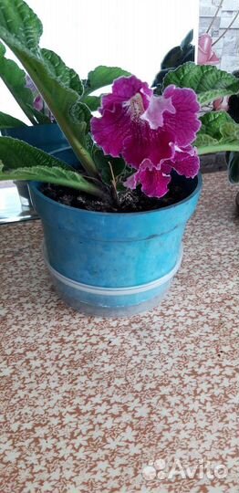 Стрептокарпус