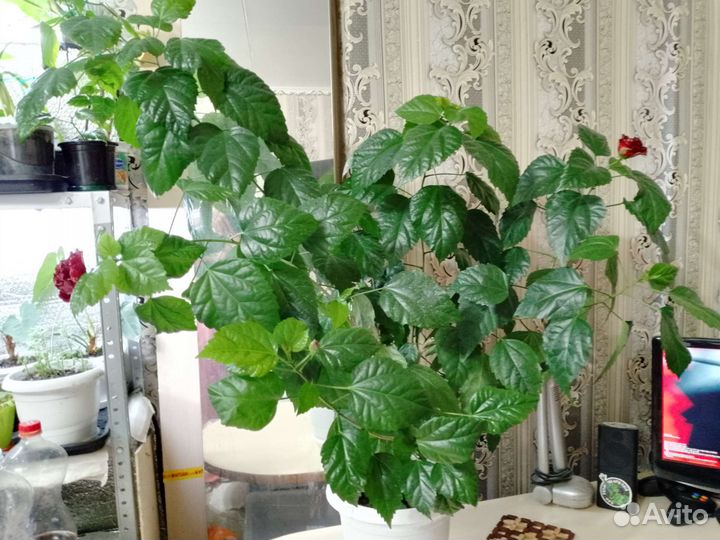 Роза махровая