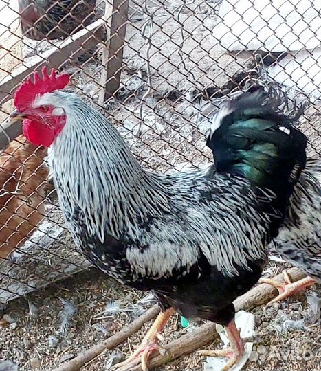 Молодые петухи