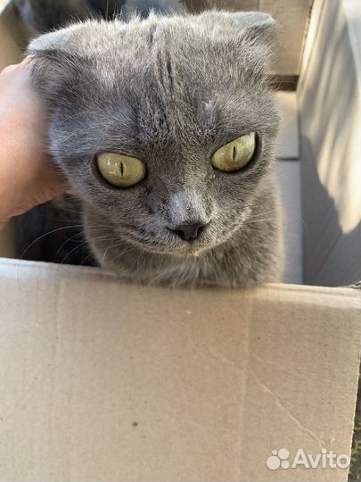 Котята в добрые руки бесплатно