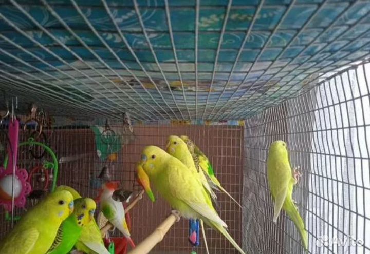 Волнистый попугай / Волнистые попугаи