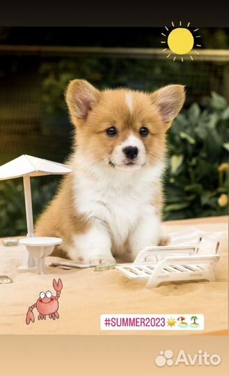 Щенки корги