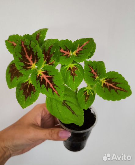 Комнатные растения и цветы #2