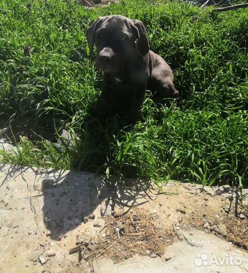 Кане корсе щенок