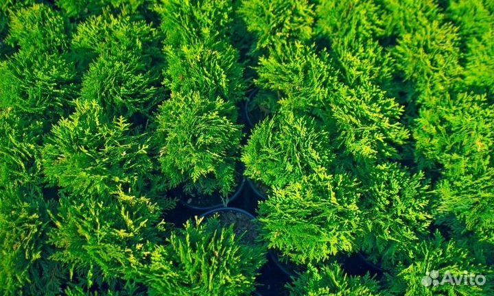 Туя шаровидная 25-30 см пышная