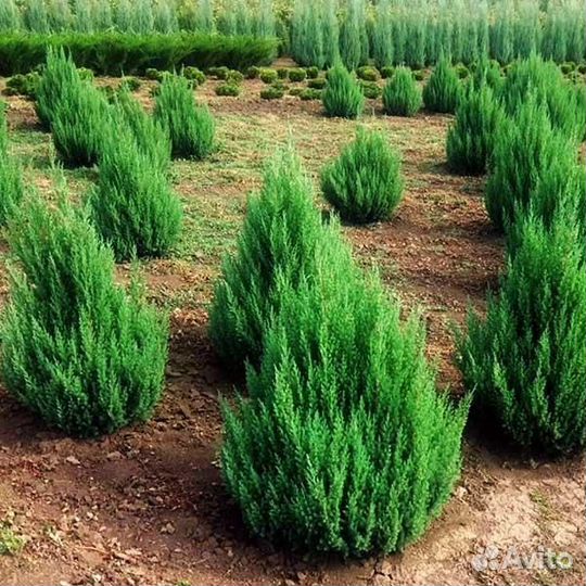 Саженцы Можжевельника китайского Стрикта для сада